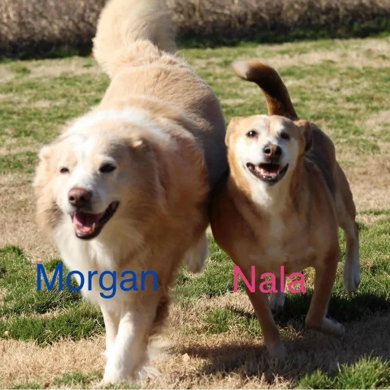 Nala Bonded With Morgan
