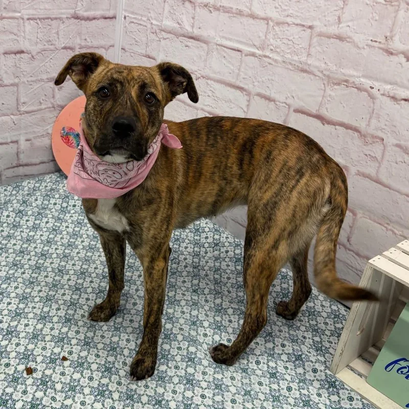 An adult medium-sized female Brown / Chocolate Pit Bull Terrier dog named Moorea for adoption in Monroe, MI