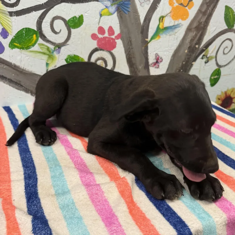 A baby large-sized male Black Labrador Retriever dog named Saint for adoption in Danville, VT