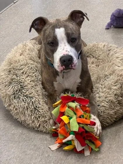 A young large-sized female Mixed Breed dog named Bijou for adoption in Palmetto, FL