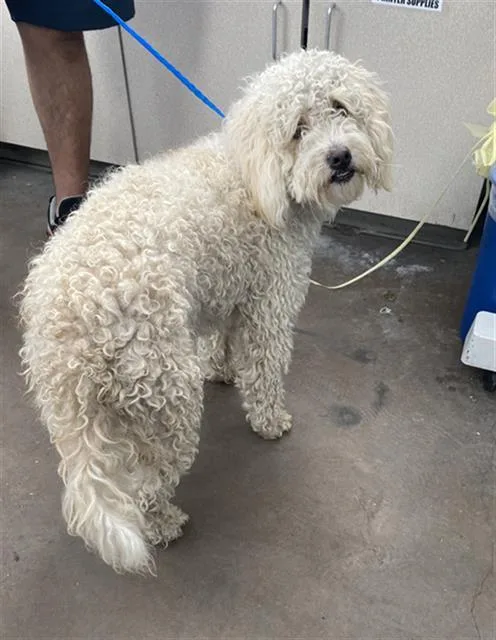 A young medium-sized male Mixed Breed dog named Oso for adoption in Dallas, TX