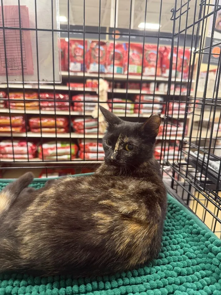 A young large-sized female Domestic Short Hair cat named Magnolia for adoption in warrenville, SC