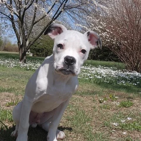 A baby small-sized male Boxer dog named Rookie for adoption in Clinton Township, MI
