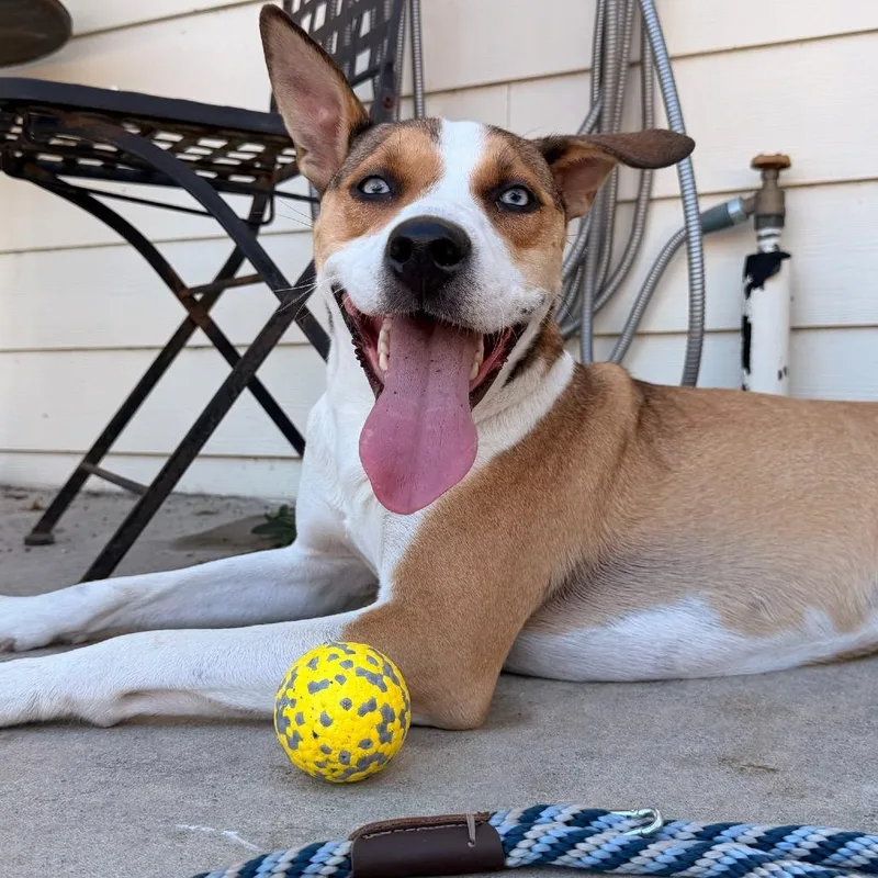 A young medium-sized female Yellow / Tan / Blond / Fawn Husky dog named Daytona for adoption in San Diego, CA