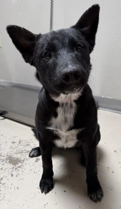 An adult medium-sized female Australian Cattle Dog / Blue Heeler dog named Nicki for adoption in Phoenix, AZ