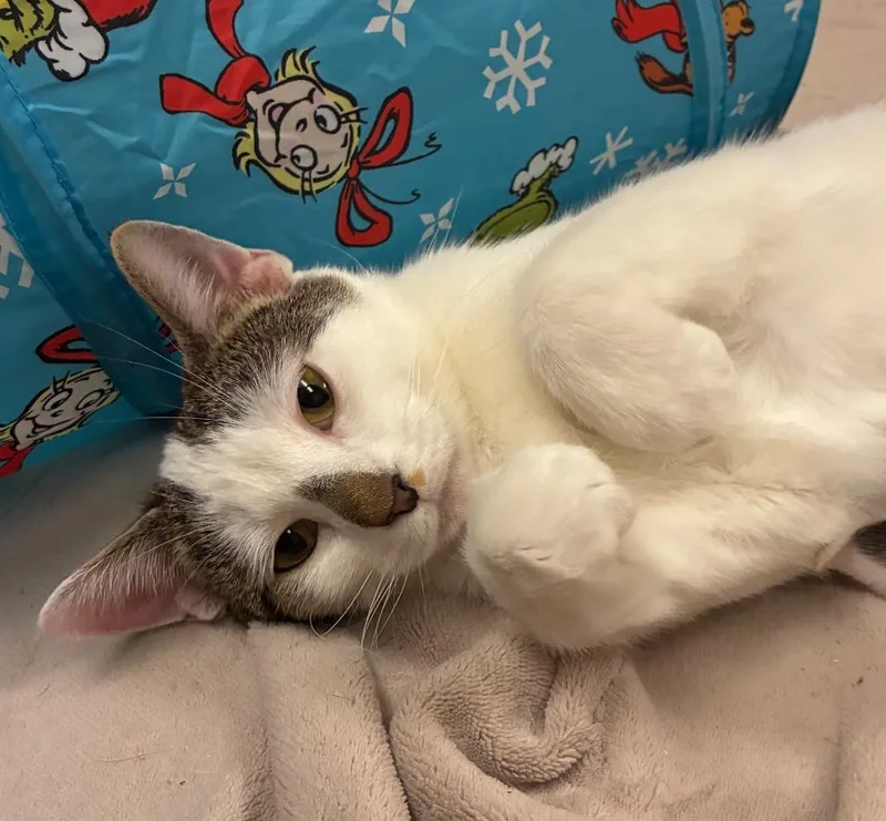 A young medium-sized female Domestic Short Hair cat named Little Mama for adoption in Fort Lupton, CO