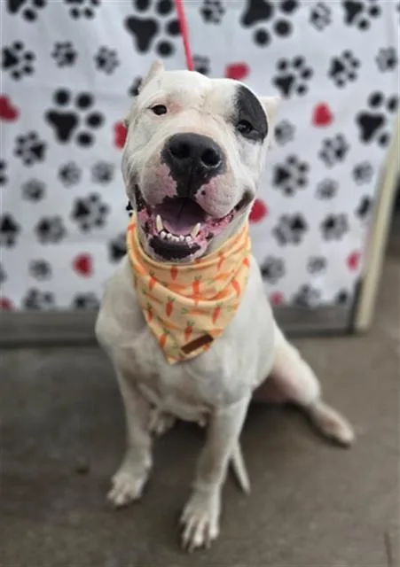 An adult large-sized female Mixed Breed dog named Zayney for adoption in Dallas, TX