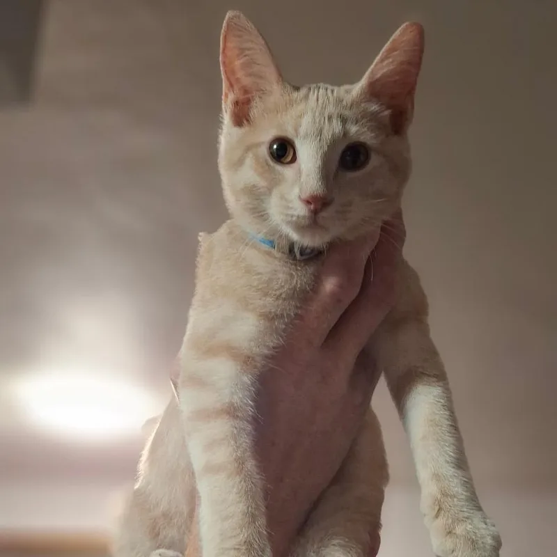 A baby small-sized male Buff / Tan / Fawn Domestic Short Hair cat named Benny for adoption in Port Richey, FL