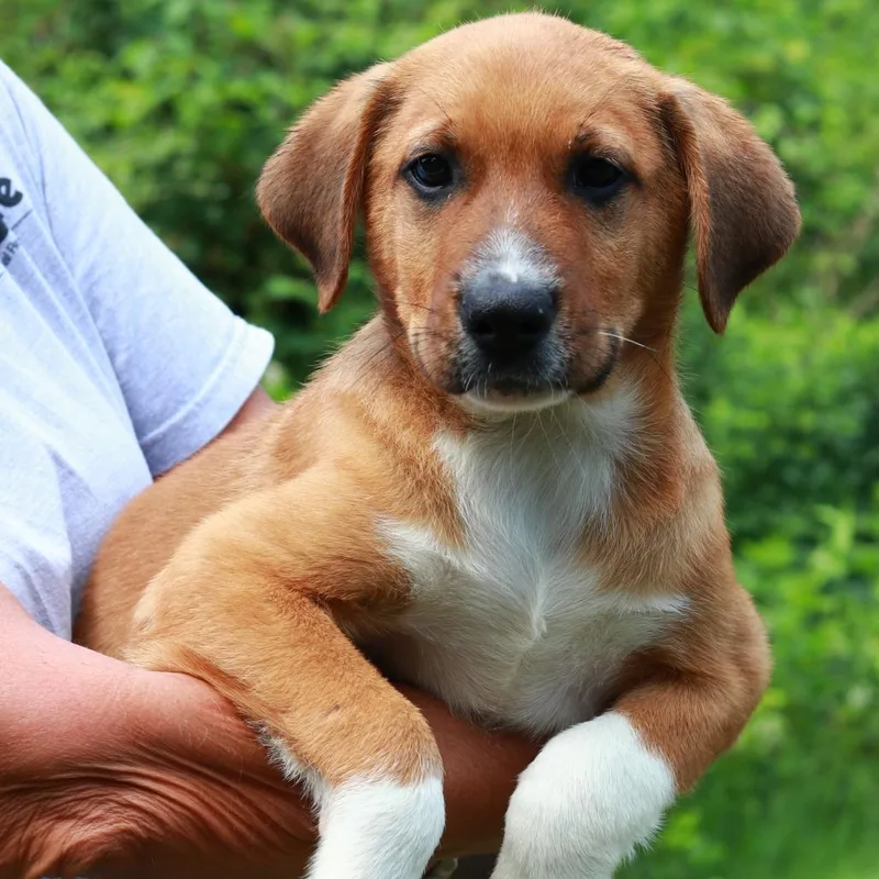 A baby medium-sized male Brown / Chocolate Labrador Retriever dog named CT Burch for adoption in Stormville, NY