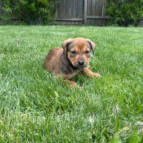A baby small-sized male Brown / Chocolate Shepherd dog named Delta for adoption in Dayton, OH