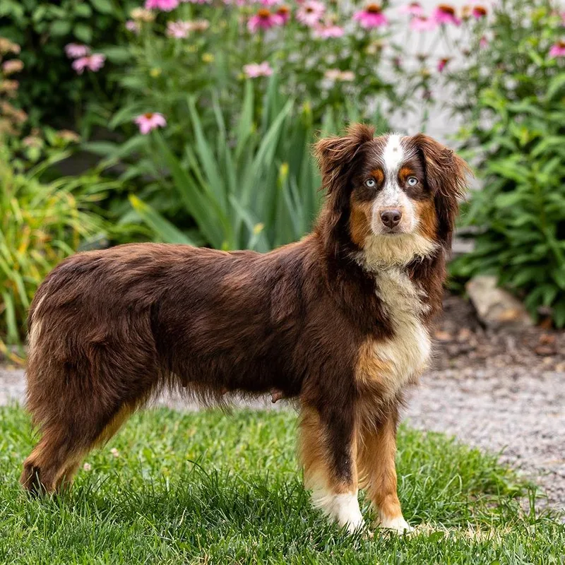 A senior medium-sized female Brown / Chocolate Australian Shepherd dog named Orchid for adoption in Council Bluffs, IA