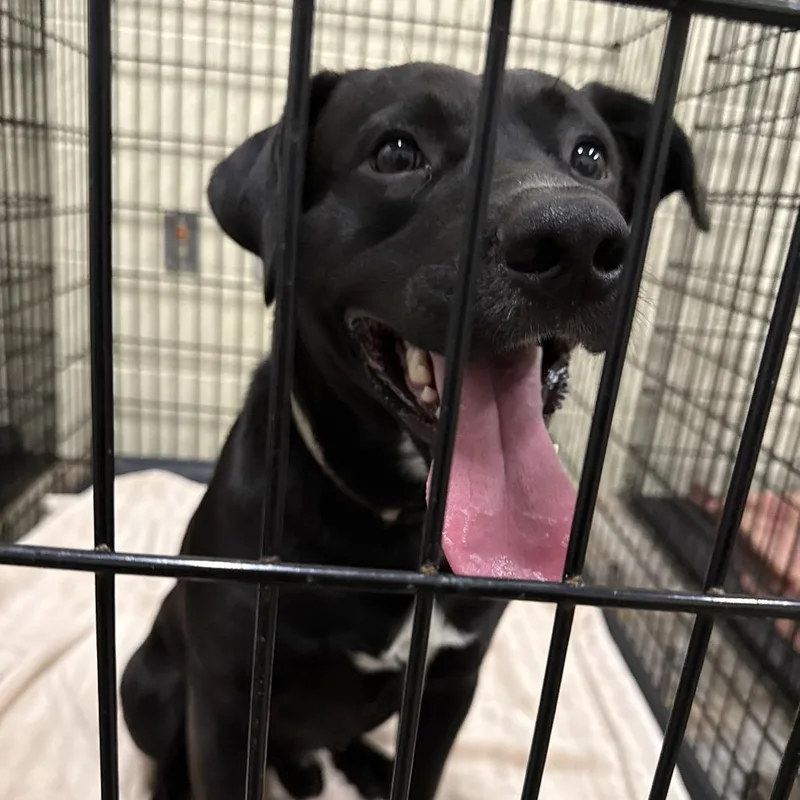 An adult medium-sized male Black Mixed Breed dog named Stetson for adoption in Columbus, GA