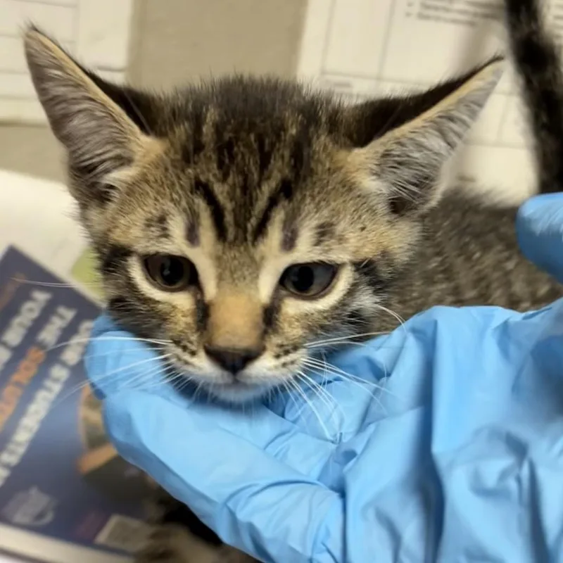 A baby small-sized male Black Domestic Short Hair cat named Bandit for adoption in Yuma, AZ