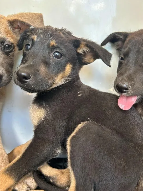 A young small-sized female Black German Shepherd Dog dog named Abigail for adoption in Mobile, AL