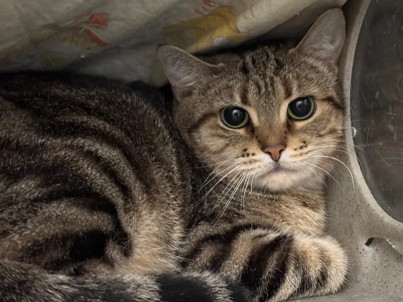 A young small-sized female Domestic Short Hair cat named Hallie for adoption in Powell, OH