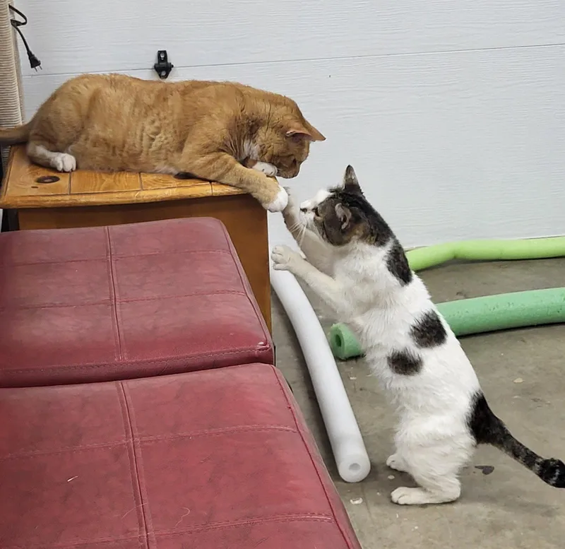 SNEEZY & POPEYE  thumbnail 3