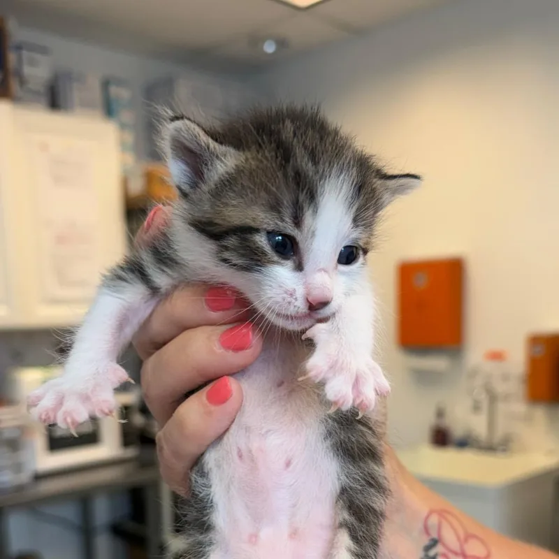 A baby small-sized male Brown / Chocolate Domestic Short Hair cat named Redirect for adoption in Austin, TX