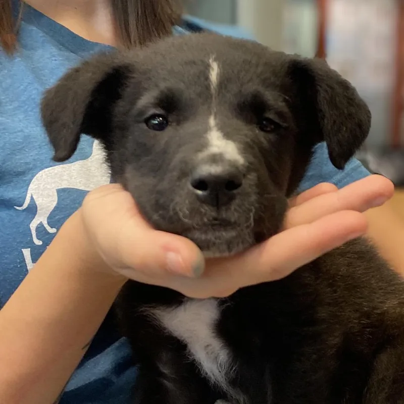 A baby small-sized male Black Mixed Breed dog named Fluff for adoption in Asheville, NC