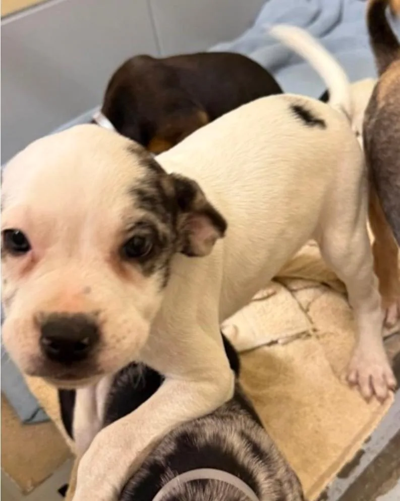 A baby medium-sized female American Bulldog dog named Blanca for adoption in Sedalia, CO
