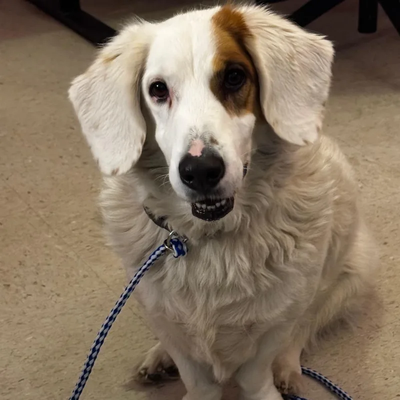 A senior medium-sized female White / Cream Basset Hound dog named Taffy for adoption in Austin, TX