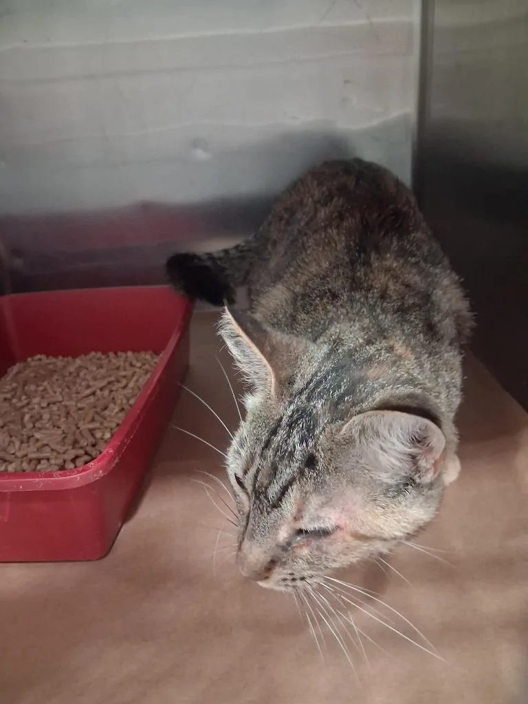 A young large-sized female Domestic Short Hair cat named Sally for adoption in Cartersville , GA