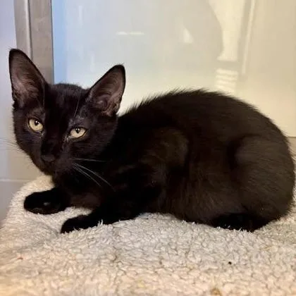A baby small-sized male Domestic Short Hair cat named Ang for adoption in West Chester, PA