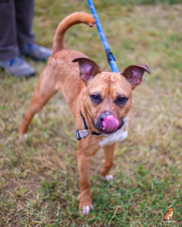 An adult medium-sized male Pit Bull Terrier dog named Taran for adoption in Roanoke, VA