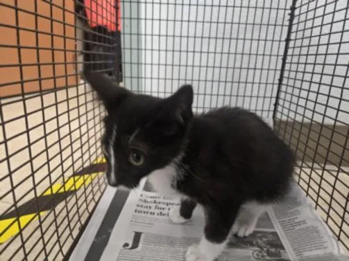 A baby small-sized female Domestic Short Hair cat named A for adoption in San Pedro, CA