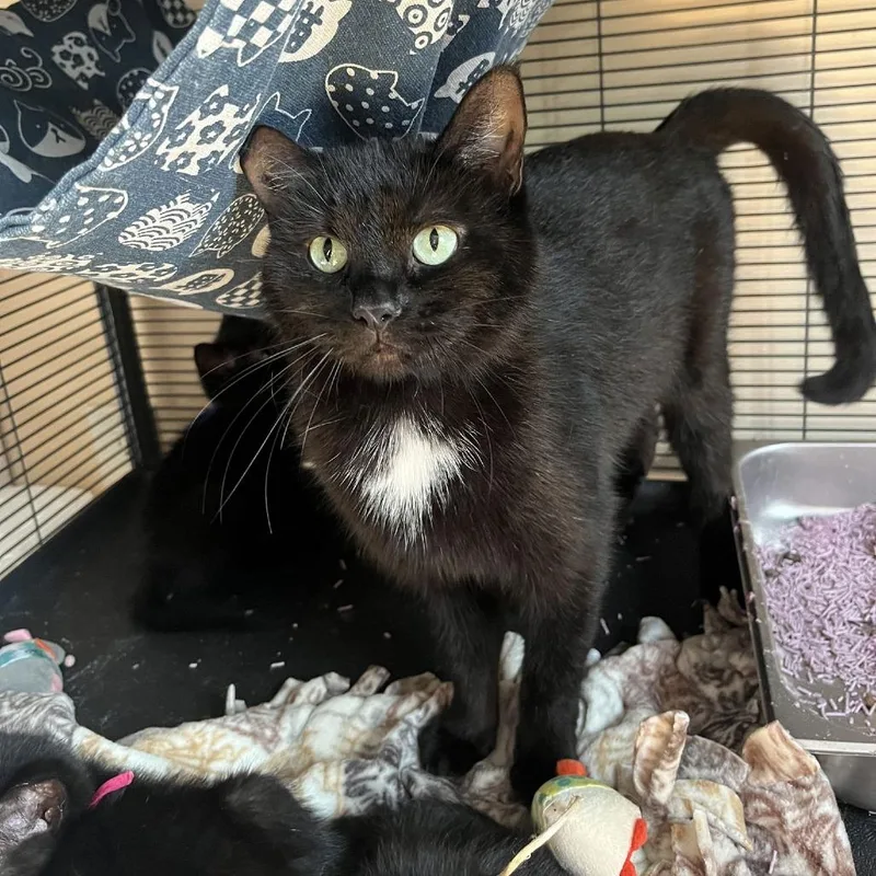 Snowbell thumbnail 2