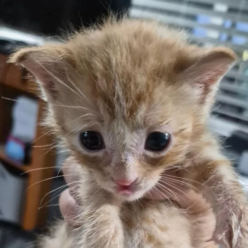 A baby small-sized male Orange / Red Domestic Short Hair cat named George for adoption in Grantsville, UT