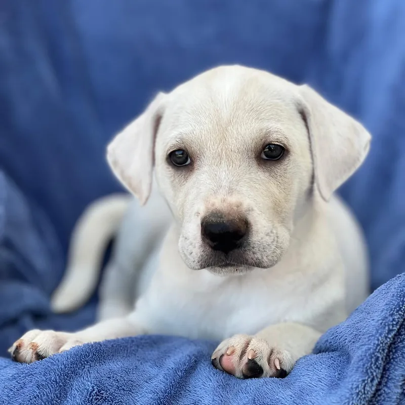 A baby medium-sized female Labrador Retriever dog named Arbor Pup  Plant for adoption in San Diego, CA
