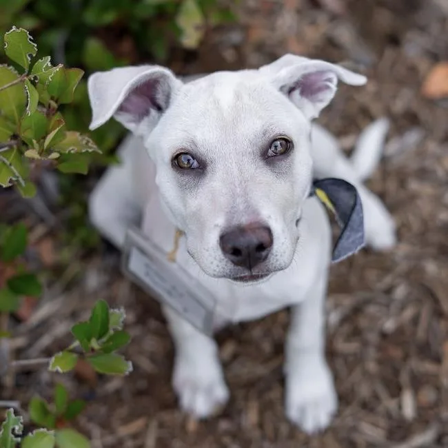 Arbor Pup  Plant thumbnail 2