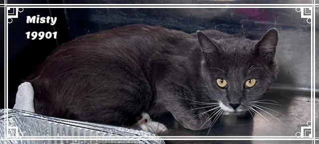 An adult large-sized female Gray & White Domestic Short Hair cat named Misty for adoption in Marietta, GA