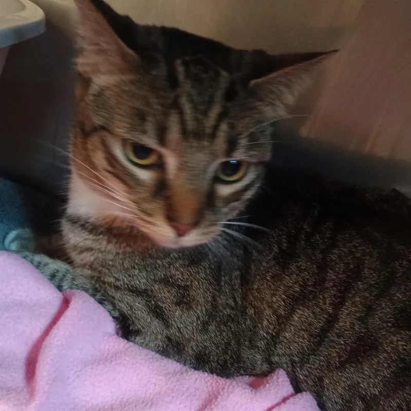 A senior medium-sized male Brown / Chocolate Domestic Short Hair cat named Bo for adoption in Lake Panasoffkee, FL