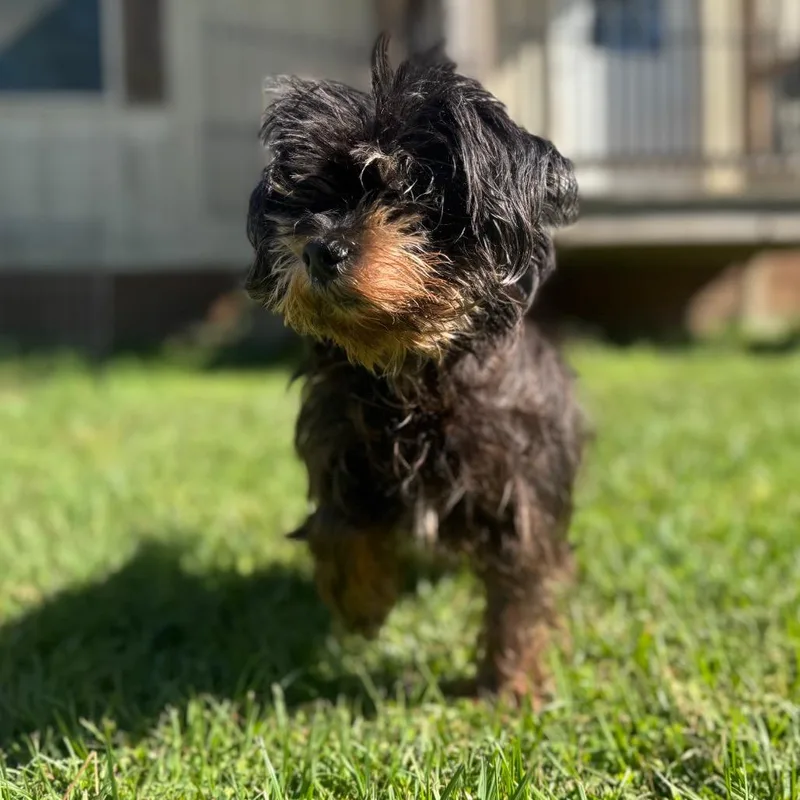 A senior small-sized female Black Yorkshire Terrier dog named Alida for adoption in Houston, TX