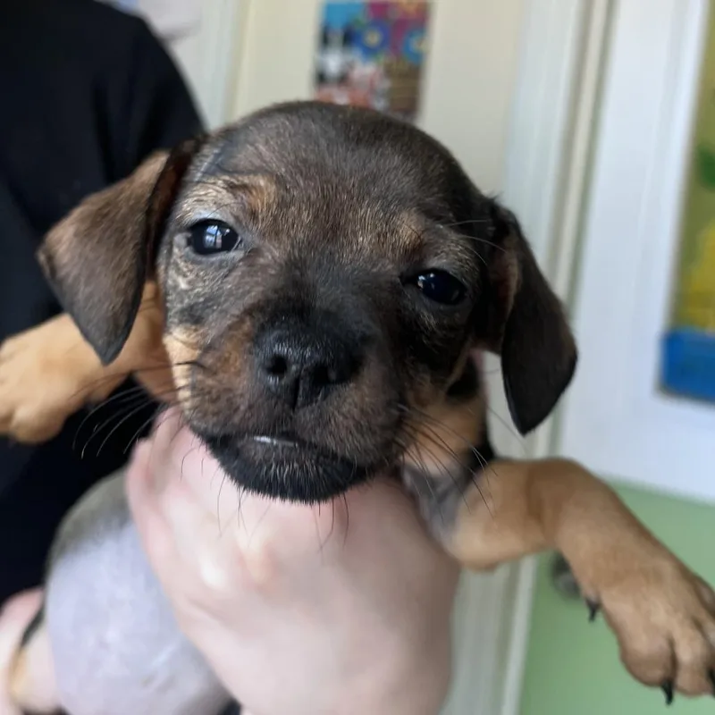 A baby small-sized female Brown / Chocolate Chihuahua dog named Bandidaa for adoption in San Pablo, CA