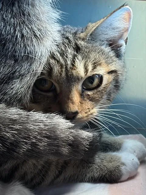 A baby small-sized female Domestic Short Hair cat named Misty for adoption in Westminster, MD