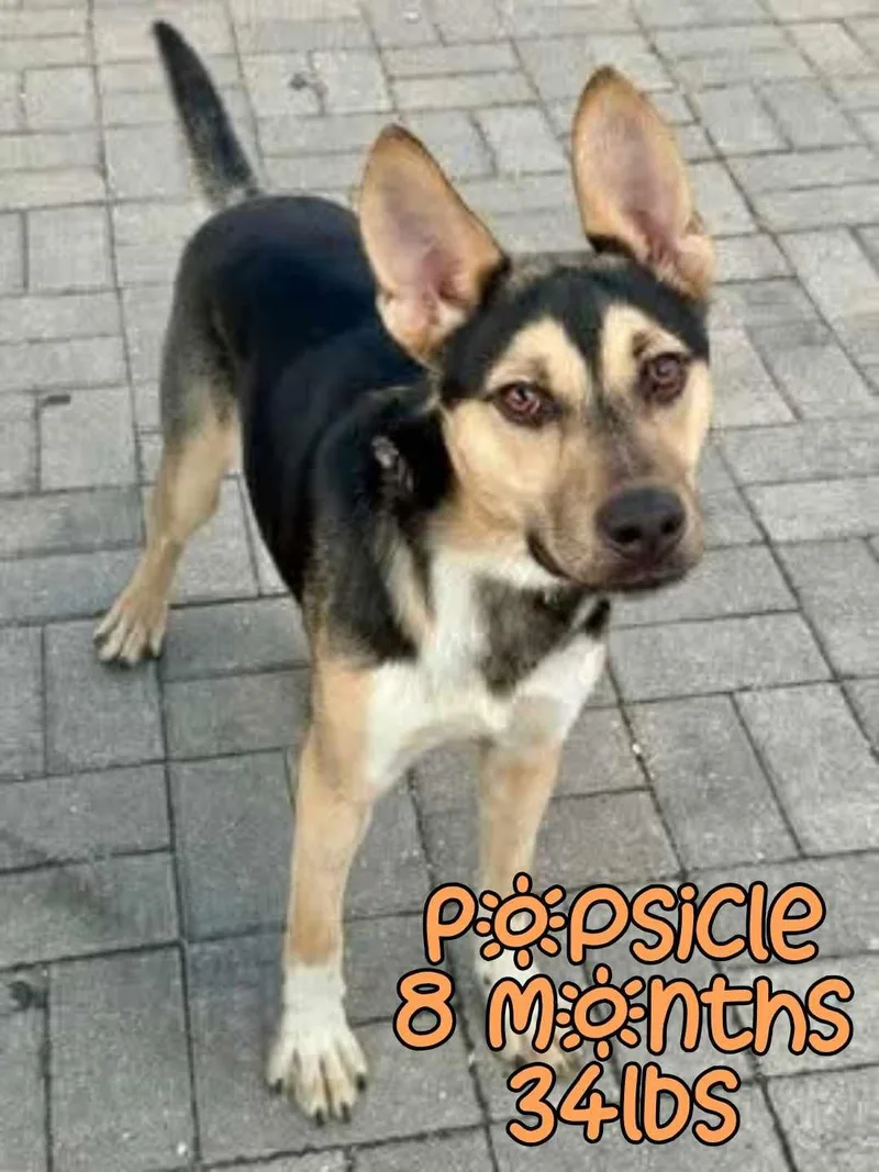 A young medium-sized male German Shepherd Dog dog named Popsicle for adoption in Holbrook, NY