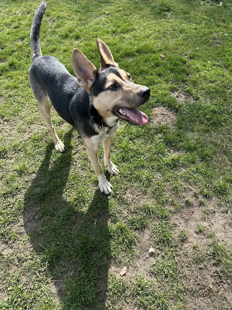 Popsicle thumbnail 2