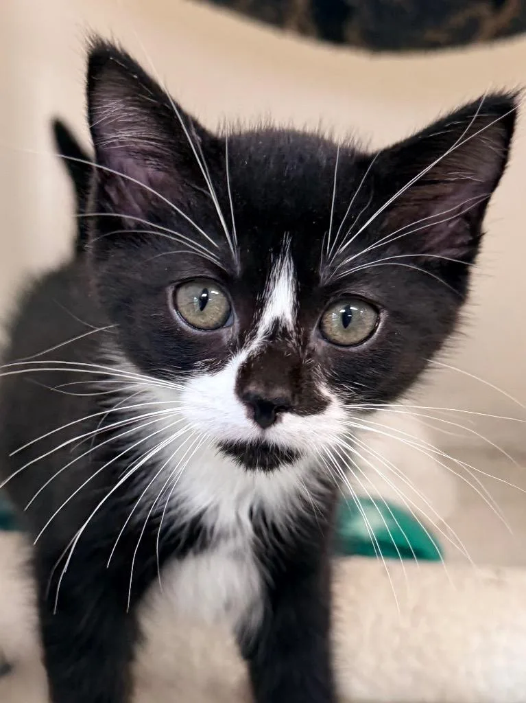 A baby medium-sized female Domestic Short Hair cat named Orange for adoption in Menomonie, WI