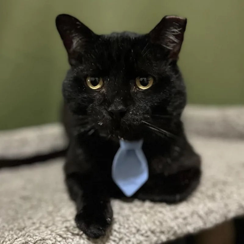 A senior large-sized male Black Domestic Short Hair cat named Lucky for adoption in Los Angeles, CA