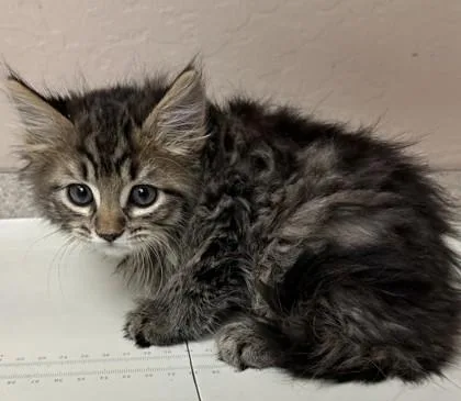 A young small-sized male Domestic Medium Hair cat named Felix for adoption in Phoenix, AZ