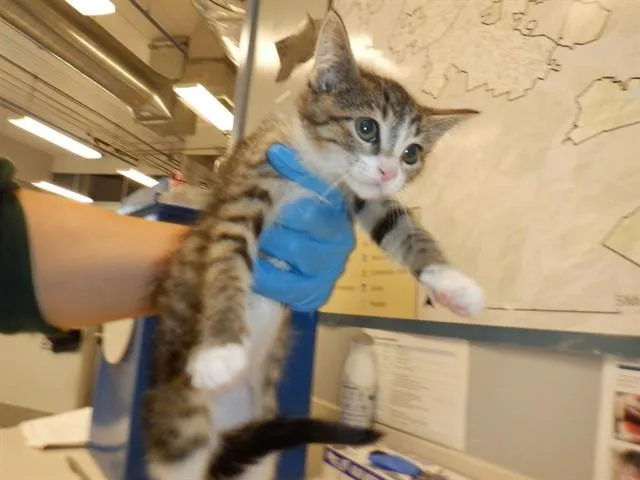 A baby small-sized female Domestic Short Hair cat named Elena for adoption in San Jose, CA