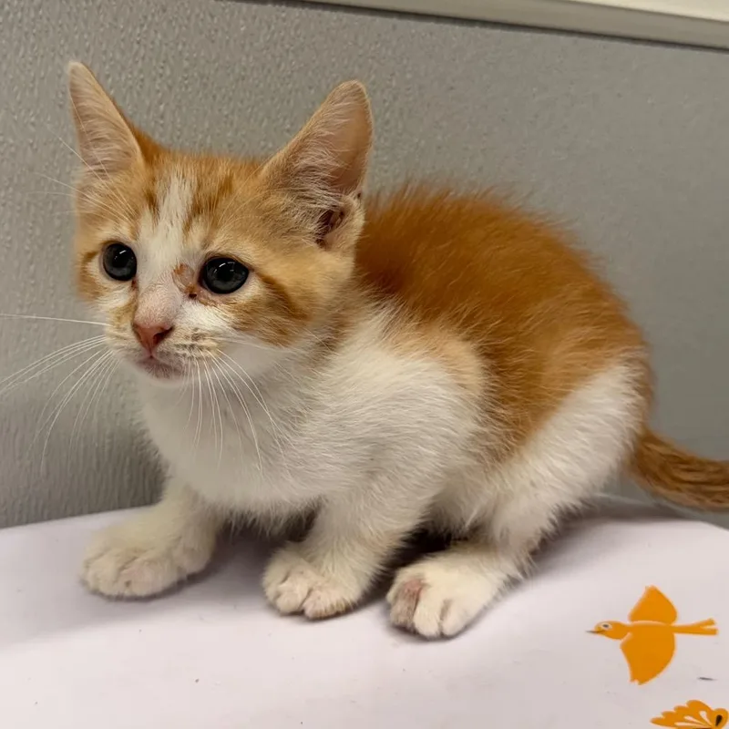 A baby small-sized male Orange / Red Domestic Short Hair cat named Solomon for adoption in Tampa, FL