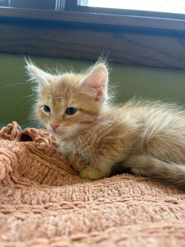 A baby medium-sized male Domestic Short Hair cat named Leone  No Longer for adoption in Minneapolis, MN