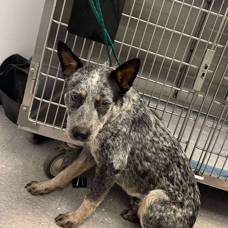 A young medium-sized male Australian Cattle Dog / Blue Heeler dog named Vigilante for adoption in Bastrop, TX