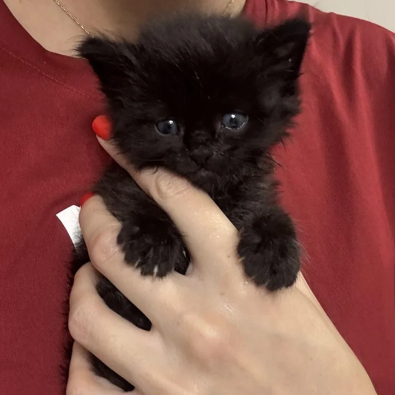 A baby small-sized male Black Domestic Short Hair cat named Bandit for adoption in Tuscaloosa, AL
