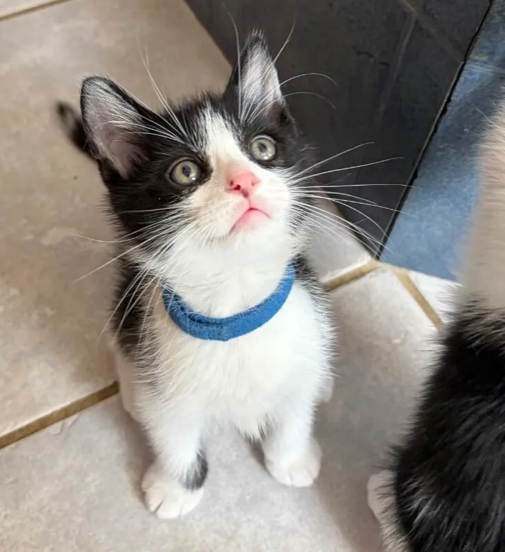 A young medium-sized male Black Domestic Short Hair cat named Nulty for adoption in North Babylon, NY