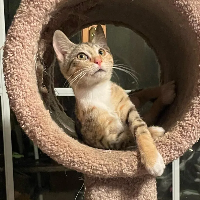 A baby medium-sized female Domestic Short Hair cat named Peridot for adoption in Youngsville, NC