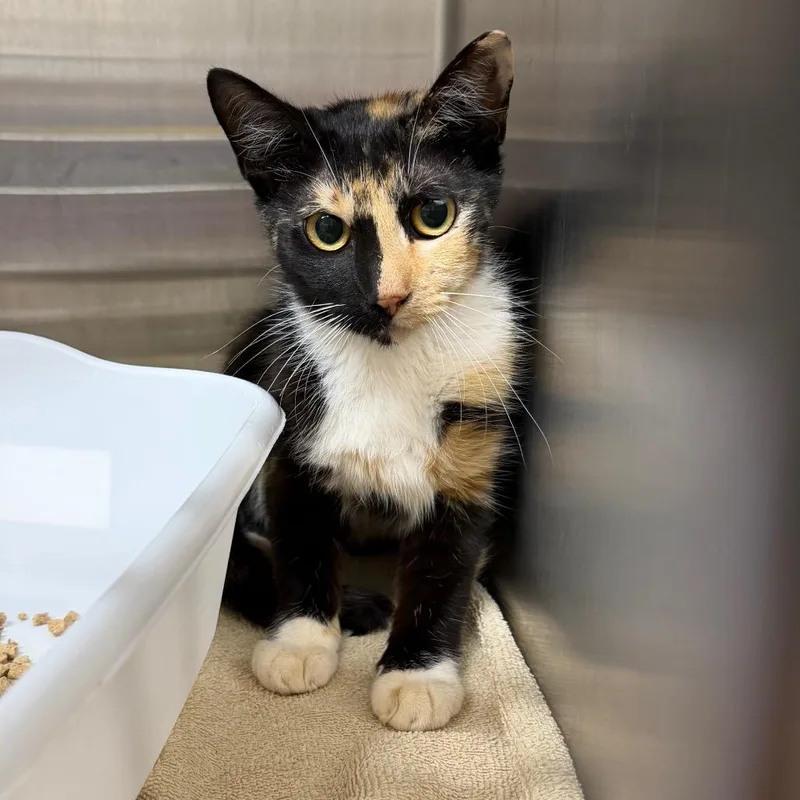 An adult small-sized female Calico Domestic Short Hair cat named Target for adoption in Morganton, NC